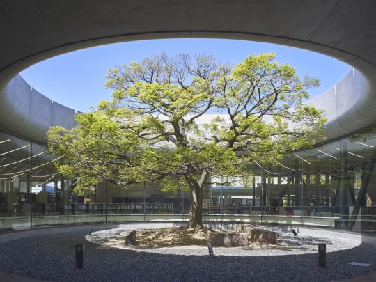 シンボルツリーを取り囲む全面ガラス張りの開放的な図書館