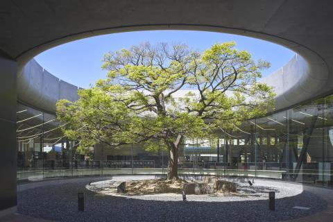 シンボルツリーを取り囲む全面ガラス張りの開放的な図書館