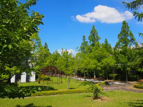 図書館横の並木道と図書館