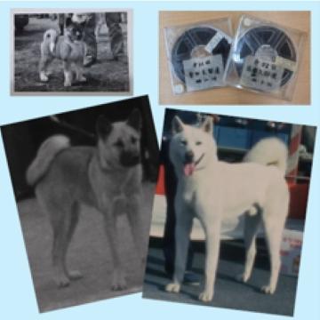 yamazaki-akitainu2